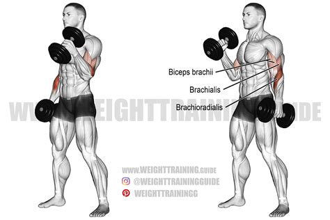 How to Do Hammer Curls for Biceps and Forearm Size