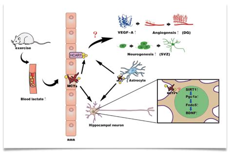 Lactate Is A Key Signal Enhancing Brain Adaptatio