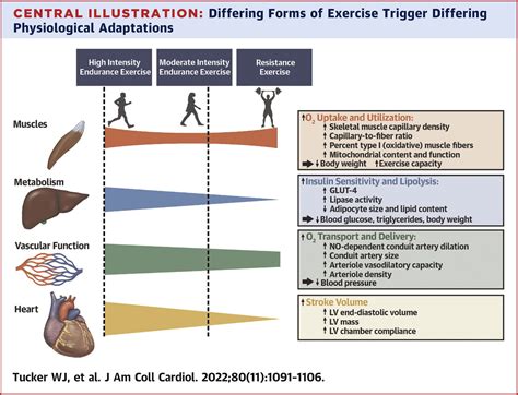 Resistance Exercise and Its Effects on Cardiovascular Disease and Risk Factors