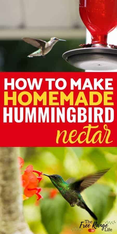 Easy Homemade Hummingbird Nectar: Expert Tips for Success