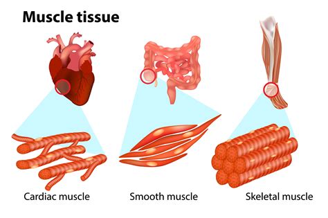 Skeletal Muscle and Its Relevance in Cancer