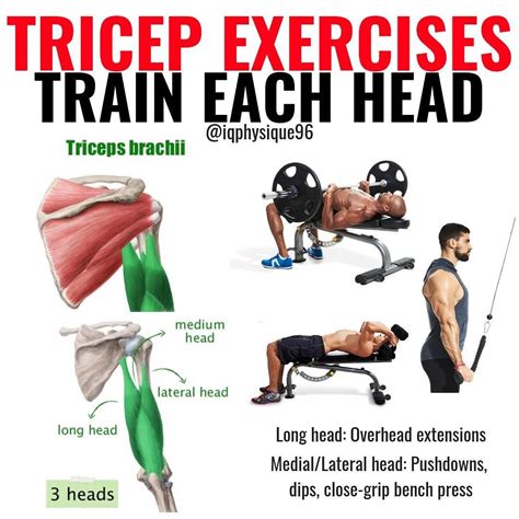 The 9 Best Exercises for Triceps Lateral Head Mass