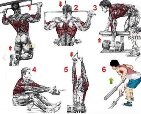 The Best Back Workout Routine for Mass & Hypertrophy