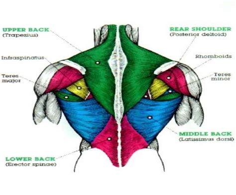 The Best Horizontal Pull Exercises for Back Mass & Strength