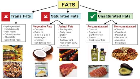 The Different Types of Fat and Their Effects on Health and Performance