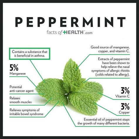 The Nutritious Power of Peppermint