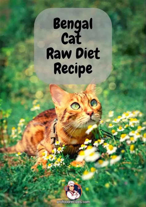 The Ultimate Bengal Cat Raw Diet Recipe: Give Your Feline Friend the Healthiest Meals