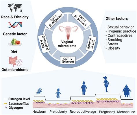 The Vaginal Microbiome. What it is, How it works and does it self-clean?