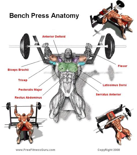 What Muscles Does Bench Press Work? An Evidence-Based Guide