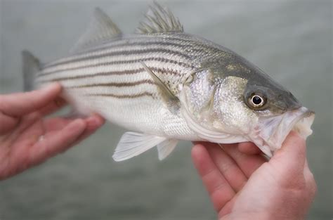 What is striped bass?