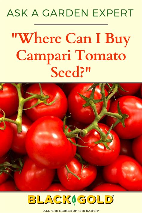 Where can I buy Campari tomatoes?