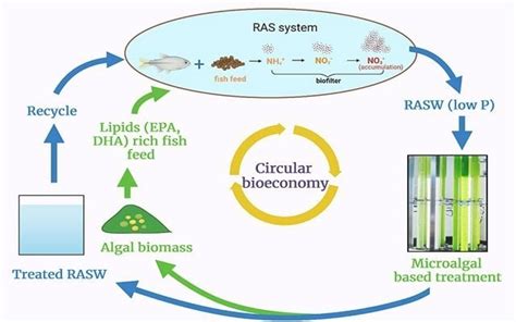 Which Microalgae Is Better for You?