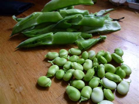 Why Try Broad Bean Recipes - calories, carbs, nutrition