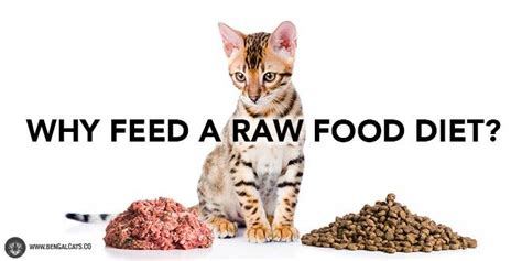 Why is a raw food diet beneficial for Bengals?