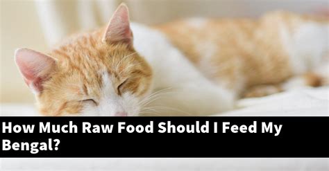 Why is it important to feed Bengals raw food?