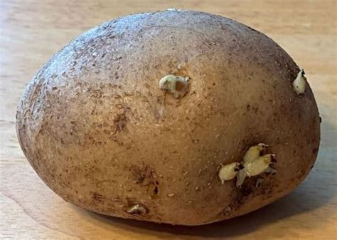 Baked Stuffed Sw Potato Seeds (56281.0) - calories, carbs, nutrition