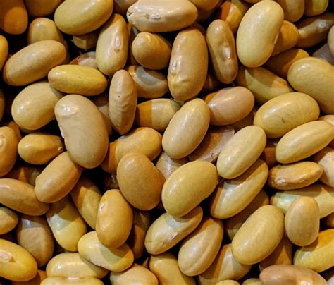 Beans, small white, mature seeds, cooked, boiled, with salt - calories, carbs, nutrition