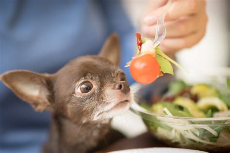 Chihuahua Dog - calories, carbs, nutrition