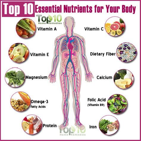 Essential - calories, carbs, nutrition