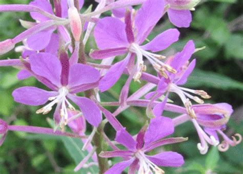 Fireweed - Young leaves, raw (Alaska Native) - calories, carbs, nutrition