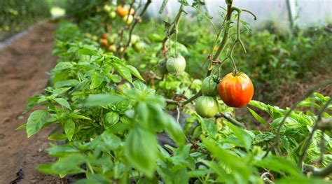 Garden Tomato and Basil - calories, carbs, nutrition