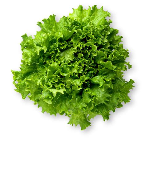 Green Leaf Lettuce (38038.2) - calories, carbs, nutrition