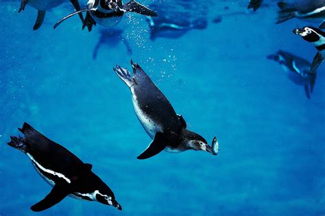 Penguins - calories, carbs, nutrition