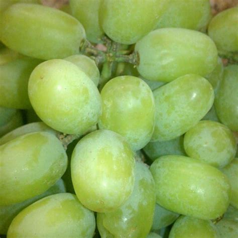 Red & Green Grapes- lg - calories, carbs, nutrition