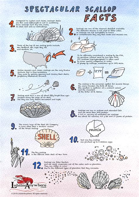 Scalloped - calories, carbs, nutrition