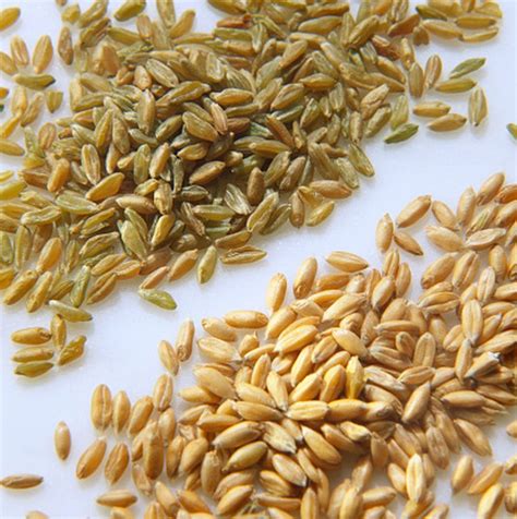 Spelt Cooked Basic Cooking Method 1/2 Cup - calories, carbs, nutrition