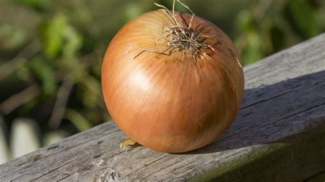 Sweet Onion - calories, carbs, nutrition