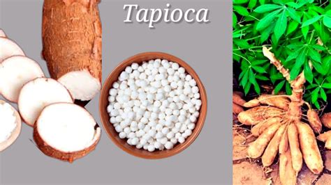 Tapioca - calories, carbs, nutrition