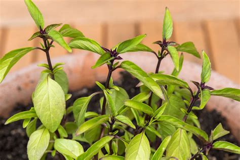 Thai Basil Chiffonade - calories, carbs, nutrition