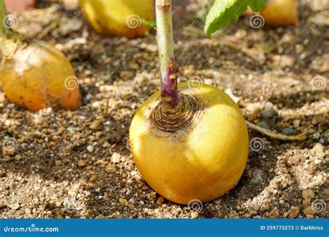 Turnips with Garden Vegetables - calories, carbs, nutrition