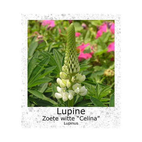 Witte lupine - calories, carbs, nutrition